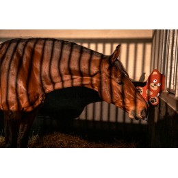 Eskadron SS26 Platinum Paardenspeelgoed Bear