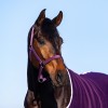 HypoStore Assorted Halter