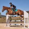 Weatherbeeta Prime Air-Tec Jumping Saddlepad
