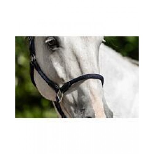 HKM Carlotta Halter