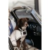 Kentucky Dog Coat Reflective