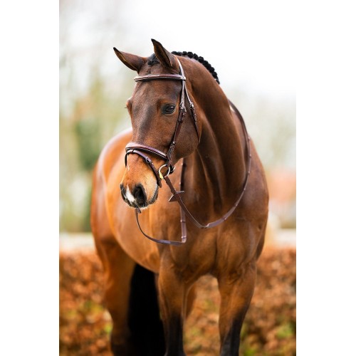 BR Bridle Shepshed