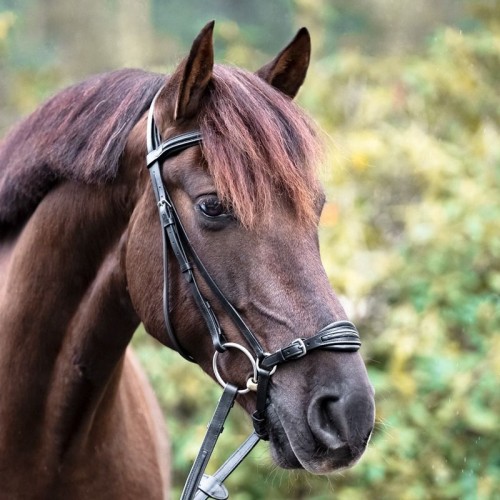 Kavalkade Levana Hunter Bridle