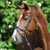 Kavalkade Clinchesse Bridle