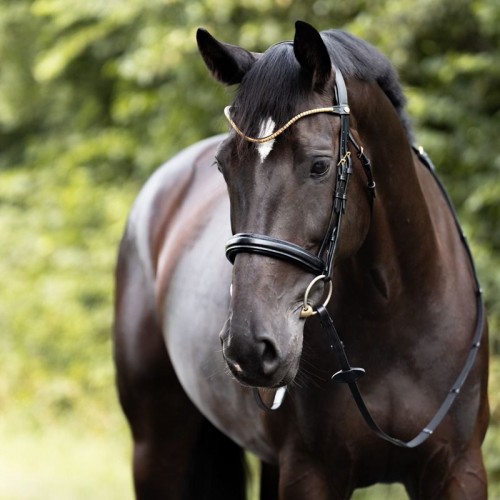 Kavalkade Clinchesse Bridle