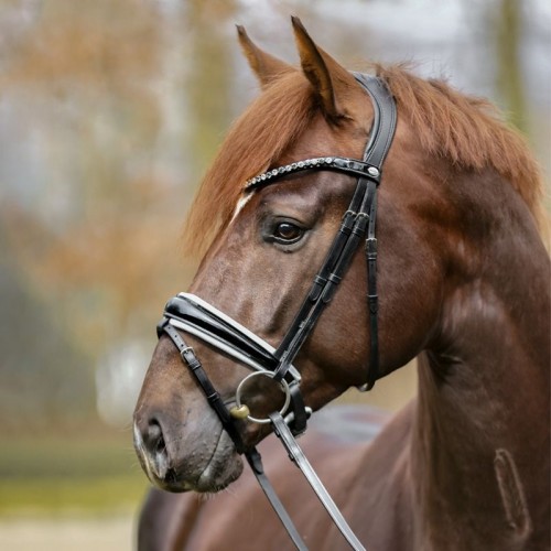 Kavalkade Liliana Bridle