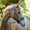 Kavalkade Bitless Bridle Cross Light