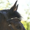Kavalkade bitless bridle light