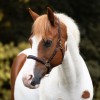 Kavalkade 2in1 Halter-Bridle Artemis