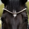 Kavalkade Browband Pearl