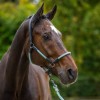 HV Polo SS26 Halter HVPFranka