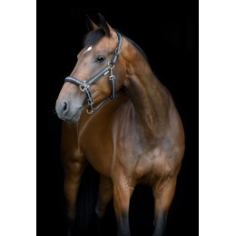 HorseGuard SS26 Cole недоуздок