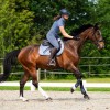 QHP SS26 Aubree Saddle Pad