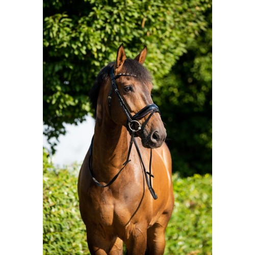 HB Showtime Sweet Dreams Bridle