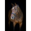 HorseGuard SS26HG Bitless bridle