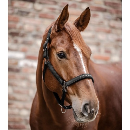Waldhausen Halter Athletic