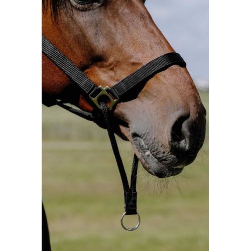 Norton Halter Nylon Educational