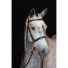 Collegiate Hunter Bridle IV