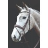 Collegiate Mono Crown Padded Raised Flash Bridle