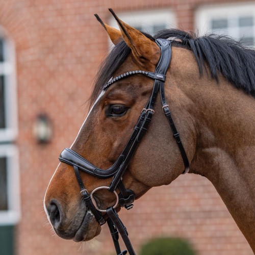 Passier Bridle Move powered by Julia Krajewski