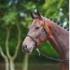 Busse Pasture Halter