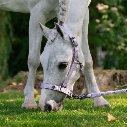 Imperial Riding SS26 Halter IRHRebel
