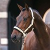 Imperial Riding SS26 Halter IRHJewel Mesh