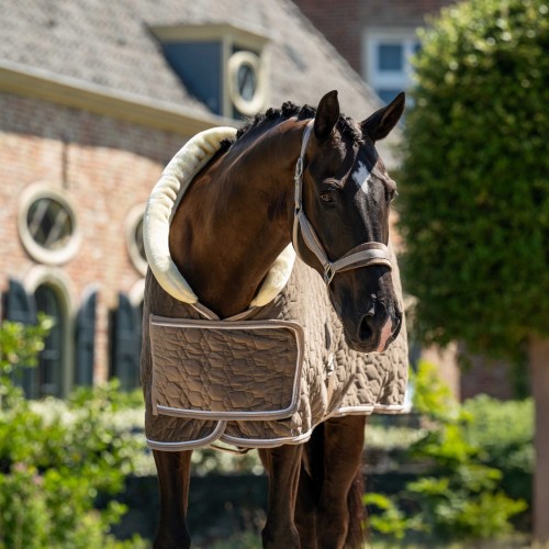 HB Showtime Show Rug Special