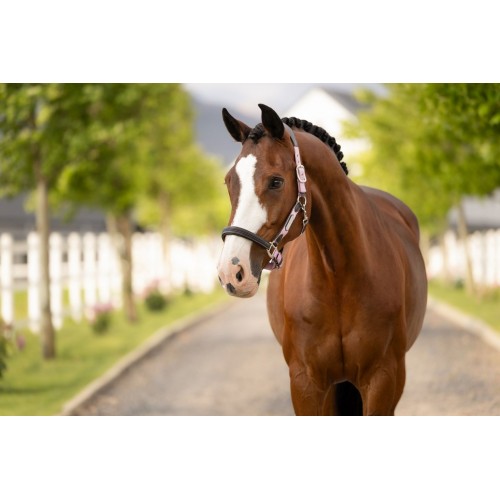 LeMieux SS26 Capella Headcollar