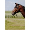 Norton Halter Nylon Educational