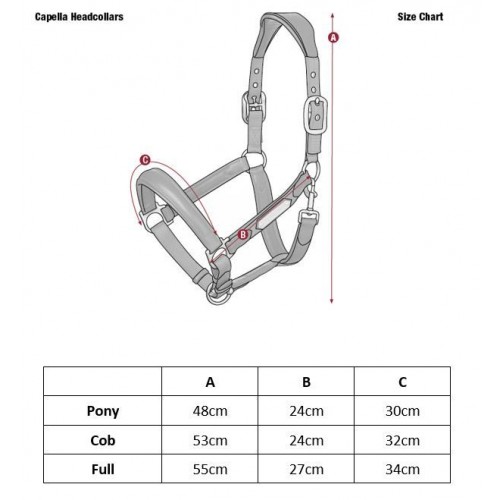 LeMieux SS26 Capella Headcollar