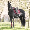 Imperial Riding Saddle Pad IRHJosie DR