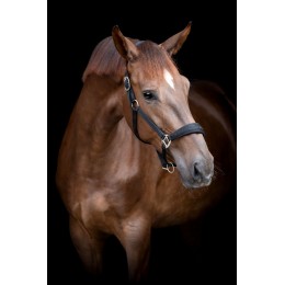 HorseGuard недоуздок Diya 2.0