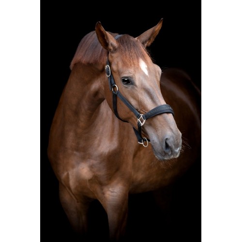 HorseGuard Halter Diya 2.0