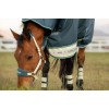 LeMieux SS26 Arika Ripstop 50g turnout rug Jungle