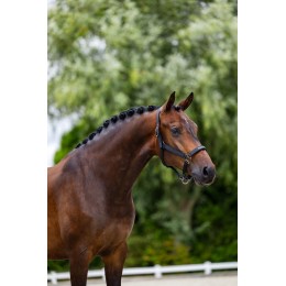 Equestrian Stockholm Line чёрный недоуздок