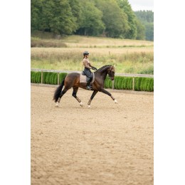 Equestrian Stockholm Line Champagne выездковый вальтрап