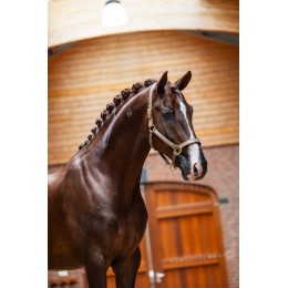 Equestrian Stockholm Line Champagne недоуздок