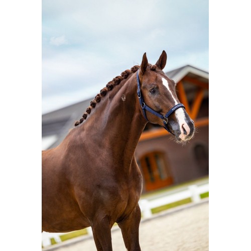 Equestrian Stockholm Line Midnight Blue Halter