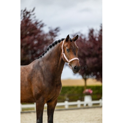 Equestrian Stockholm Line Pink Halter