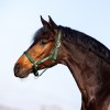 MASTER Halter Dark Green
