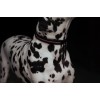 Equestrian Stockholm Bordeaux dog collar