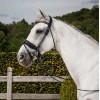 Dyon Rolled Patent Bridle