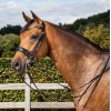 Dyon Double Bridle round-stitched