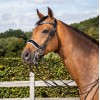 Dyon Double Bridle (Weymouth & bradoon), patent leather, white padded, rolled