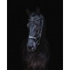 PresTeq Bridle FaySport Black Pearl
