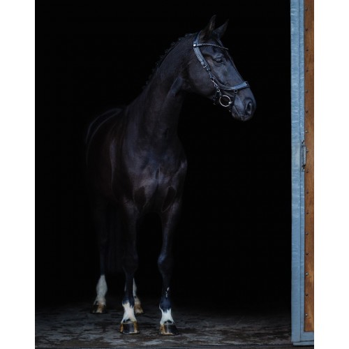 PresTeq Bridle FaySport Black Pearl