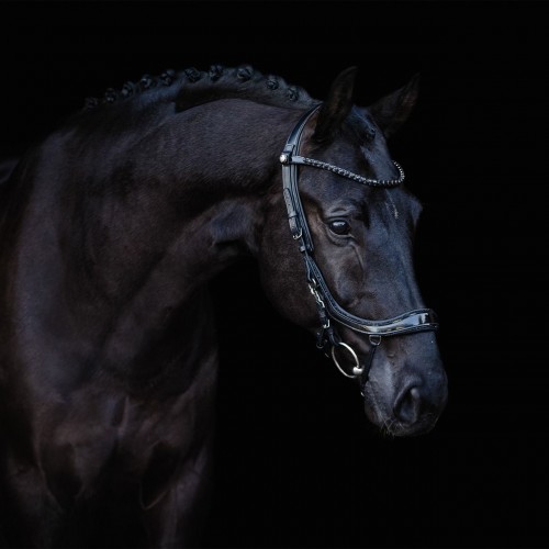 PresTeq Bridle FaySport Black Pearl