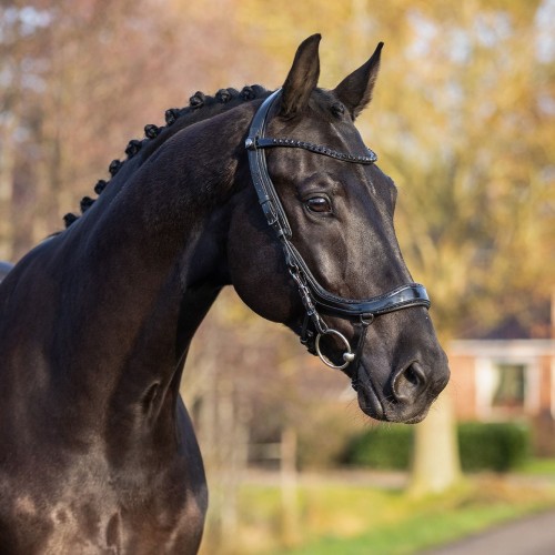 PresTeq Bridle FaySport Black Pearl