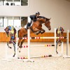 PresTeq FaySport Classic Bridle